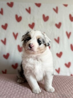 Australský ovčák s PP - 2