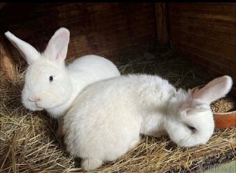 Vídeňský králík - 2
