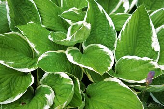 Hosta Bohyska  2 druhy - 2