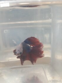 Betta - 2