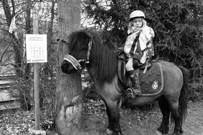Shetland valach standard s PP do pony sportu - 2