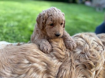 Goldendoodle - 2