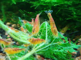 Krevetky Caridina - Golden Dragon - 2