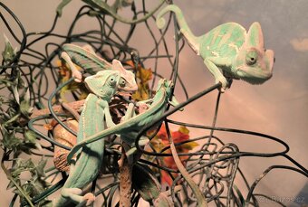 Prodám Chameleon jemenský - Chameleo calyptratus - 2