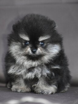 Pomeranian - 2
