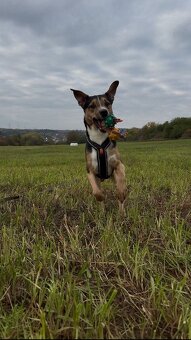 Kříženec Gouss - 2