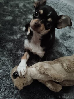 Ostrava Hrabůvka - 2