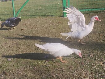 Kachny pižmové chovný pár - 2