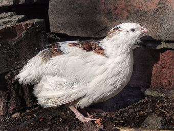 Texas Brojler Křepelky (USA) - Vejce do líhně + Topný sáček - 2