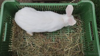 Samec celý bílý Velky - 2