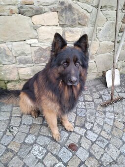 Německý ovčák dlouhosrstý -krytí - 2