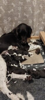 Prodám šťěňata Malého munsterlandského ohaře MMO s PP - 2