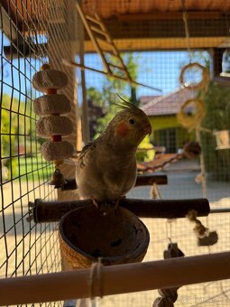 Korela chocholatá - 2