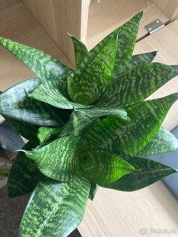 Pokojová rostlina tchýnin jazyk - 2
