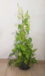 Vzrostlé Epipremnum Aureum Neon - 2