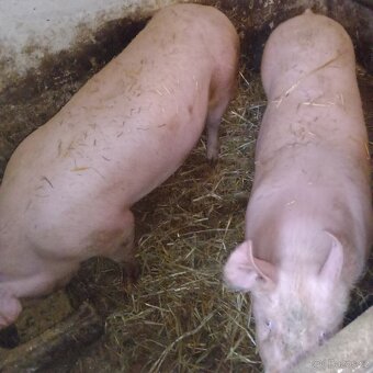 Prase z domácího chovu-Farmářská kvalita - 2