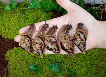 Afričtí šneci Lissachatina reticulata classic dark - 2
