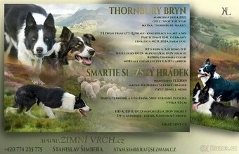 Border kolie - 2