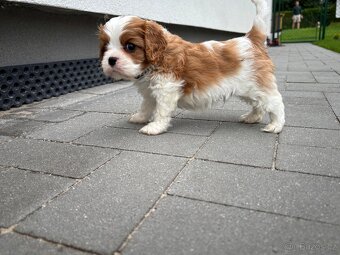 Kavalir King Charles Spaniel - 2