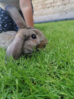 Prodám beránka - 2