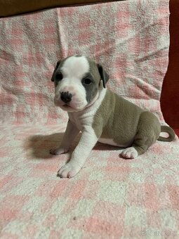 Americký stafordšírský teriér - 2