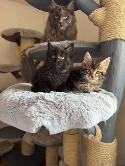 Mainská mývalí koťátka s PP - 2