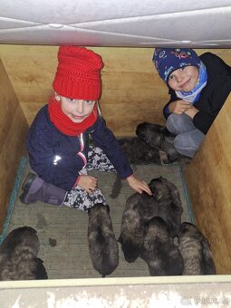 Štěňata - Německý špic - 2