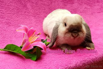 KRÁLÍČCI HLEDAJÍ NOVÝ DOMOV ❤️❤️❤️ - 2