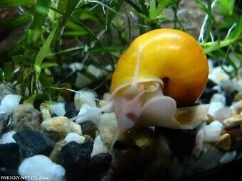 Plž Ampulária žlutá a modrá - 2