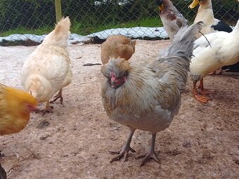 Araukana levandulová - 2