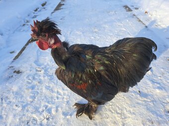 Kohout zakrslé holokrčky - 2