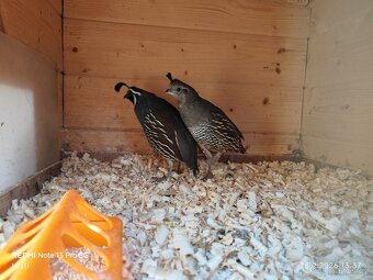 Křepel kalifornské - 2