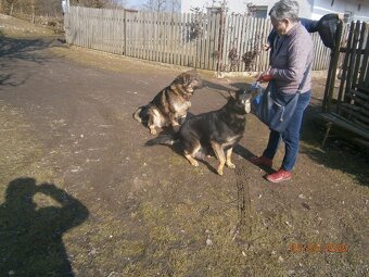 Štěňata německého ovčáka bez PP. - 2