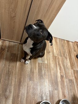 Pitbulterier - 2