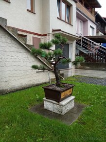 Bonsai - 2