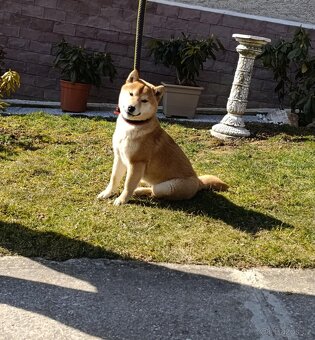 Shiba inu fenka - 2