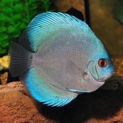 Poptávám Discus / Terčovec - 2