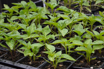 Sadba:Paprika žlutá,Divoká rajčata,Žlutá a červená rajčata - 2