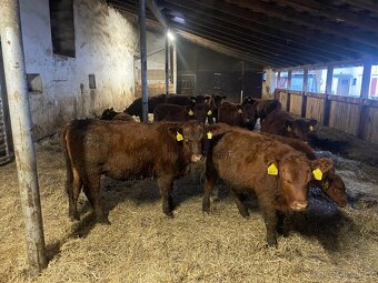 Plemenné jalovice Aberdeen Angus Red - 2