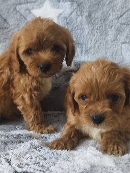 Cavapoo - 2