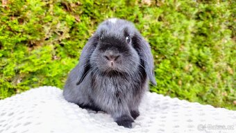 Zakrslý beránek, králíček, králík - ELLA - 2