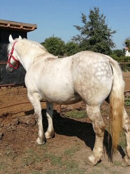 Percheron na predaj - 2