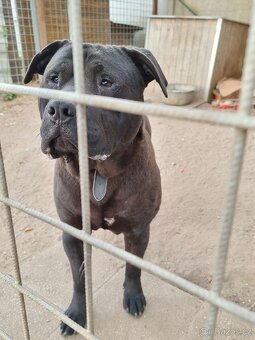 ARGO K ADOPCI - hledá spřízněnou duši - 2