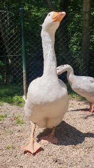 Brojlerové husy letošní - 2