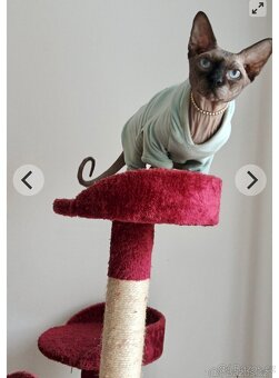 Kanadský sphynx - 2