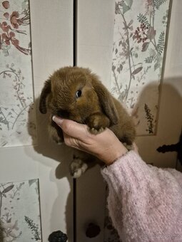 Zakrslý beránek - 2