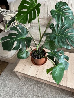 Pokojová květina monstera - 2