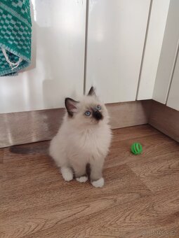 Ragdoll koťátka bez PP - 2