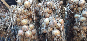 Cibule, brambory, dýně Hokkaido - 2