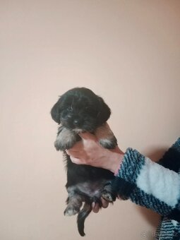 Yorkšírský/jorkšírský teriér - 2